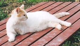 Tripod, a 3-legged cat that has absolutely nothing to do with this story.