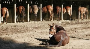 The symbol of the Democrat party views a meeting of party leaders