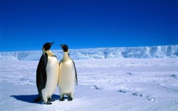 Penguins