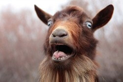 Surprised Goat