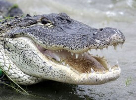 global cooling alligator bolivia cold