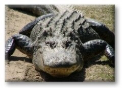 Exclusive IHateTheMedia.com photo of the black alligator who died so Michelle Obama could be fashionable