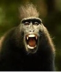 angry-monkey angry-monkey