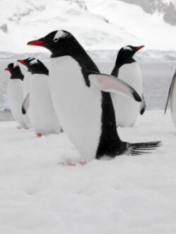 antarctic penguins