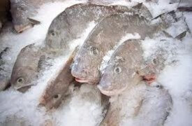 bolivia frozen fish
