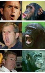 bush_chimp