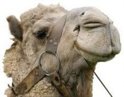 camel camel