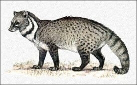 civet-indonesia-coffee