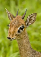 dik dik-2 dik dik