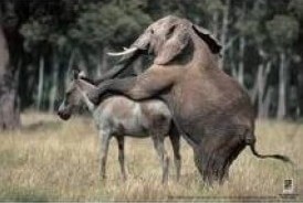 elephant-donkey