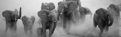 elephant-stampede elephant-stampede