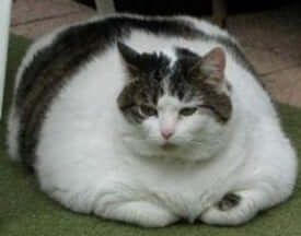 fat-cat-federal-worker