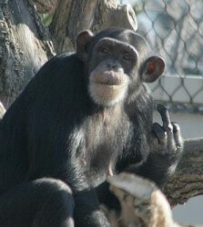 "I knew Santino the chimp. Santino the chimp was a friend of mine. Mr. President, you're no Santino the chimp."