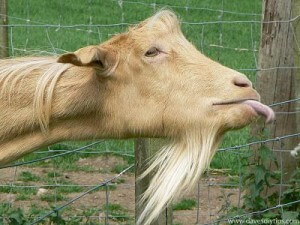 government goat