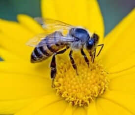To bee or not to bee: Research shows that honeybees are being killed by cell phones