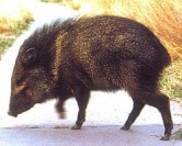 The javelina has been cleared of any involvement in the incident