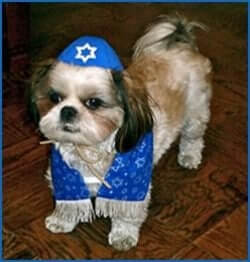 jewish-dog jewish-dog