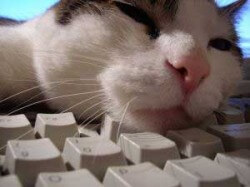 Blurring the line between kiddie porn and kitty porn