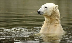Knut goes kaput: Popular German polar bear dies from severe case of global warming