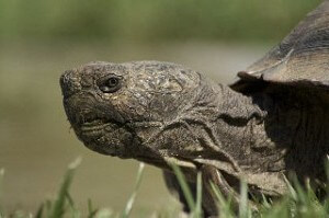 max-the-desert-tortoise max-the-desert-tortoise