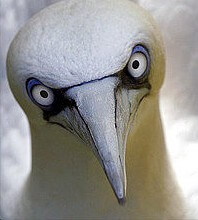 northern-gannet