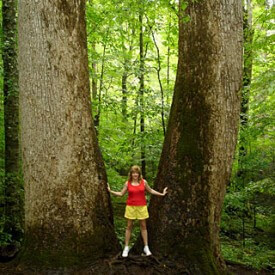 Joke of the Day: The tree hugger and the tree