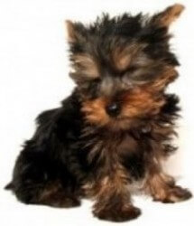 peta_dog PETA euthanized 99.7% of the pets they were given.
