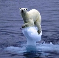 polar-bear-global-warming