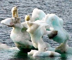 Attendees at the recent G8 meetings in L'Aquila, Italy dined on polar bear tartare