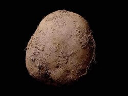potato pic