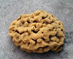 sea-sponge