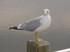 seagull-gulf-oil-spill seagull-gulf-oil-spill