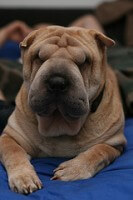 shar-pei