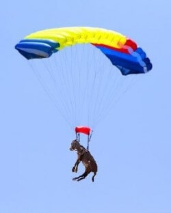 skydiving-donkey skydiving donkey