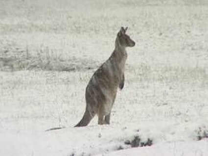 The Goracle speaks, 2009 Edition: Snow and ice are quickly disappearing around the world