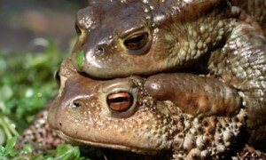 toads mating