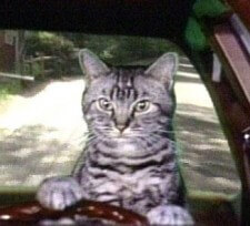 toonces Toonces the driving cat doesn’t wear a seatbelt!